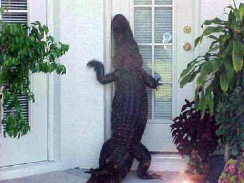alligator-at-door.jpg