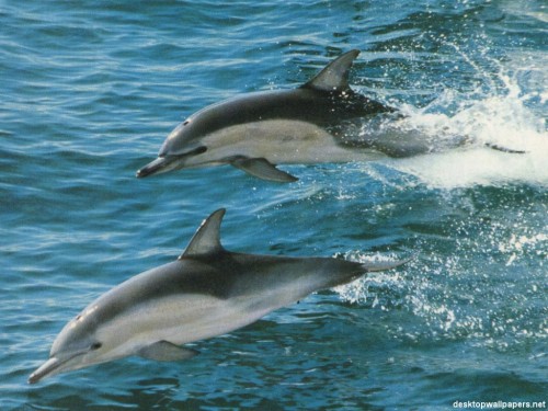 delfin02.jpg
